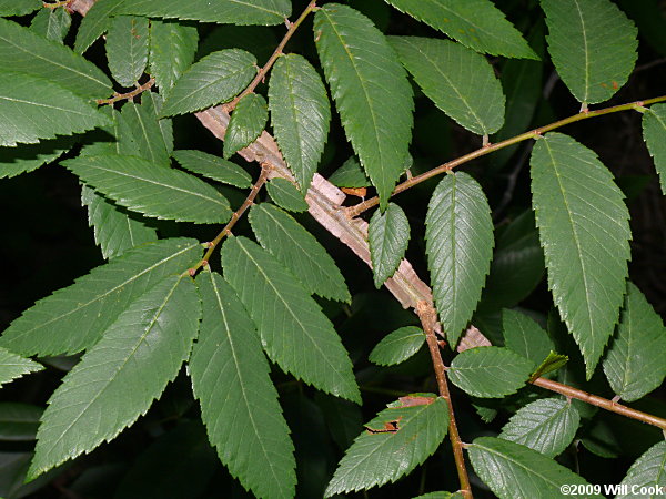 Winged Elm (Ulmus alata) leaves