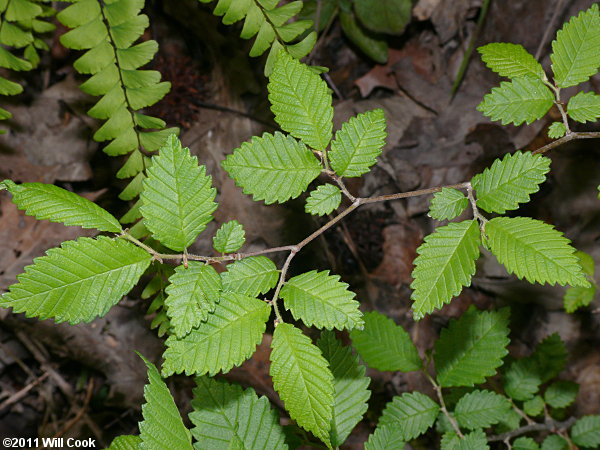 Winged Elm (Ulmus alata) leaves
