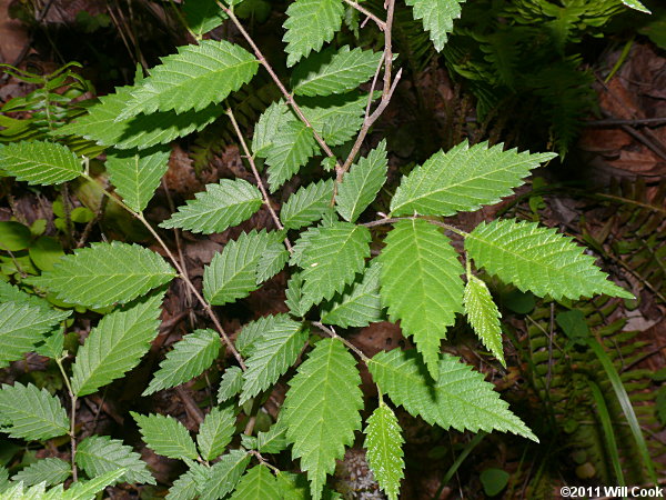 Winged Elm (Ulmus alata) leaves