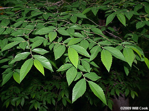 Winged Elm (Ulmus alata) leaves