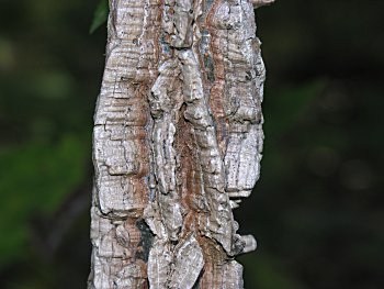 Winged Elm (Ulmus alata) bark