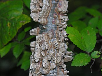 Winged Elm (Ulmus alata) bark