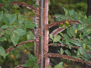 Winged Elm (Ulmus alata) wings