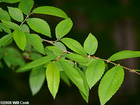 Winged Elm (Ulmus alata) leaves