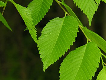 American Elm (Ulmus americana)