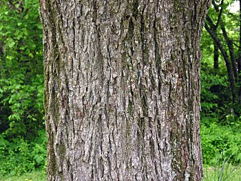 American Elm (Ulmus americana)