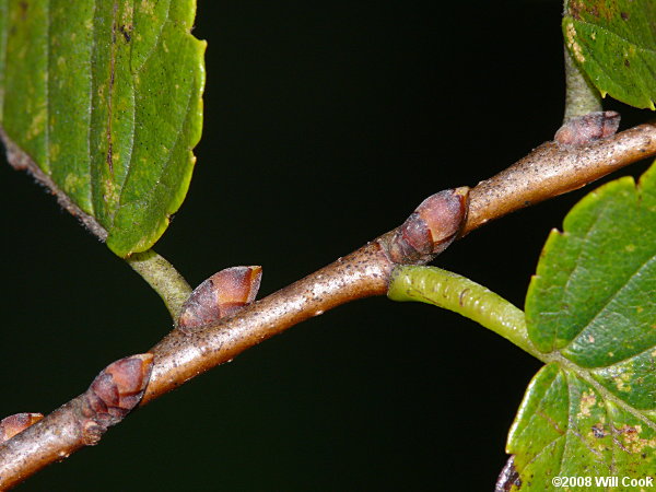 American Elm (Ulmus americana)