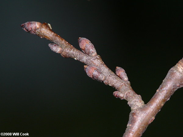 American Elm (Ulmus americana)