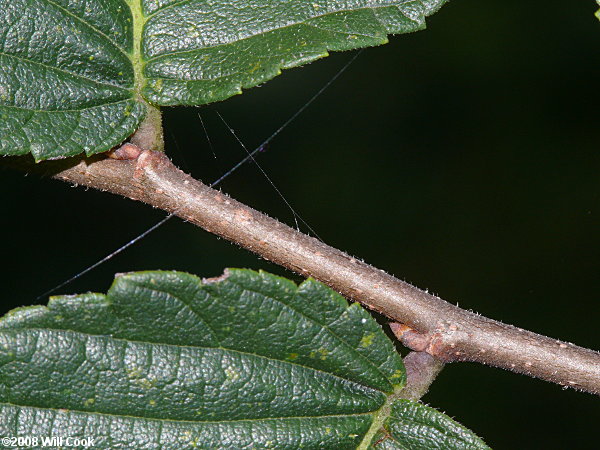 American Elm (Ulmus americana)