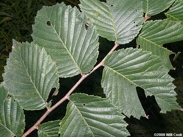 American Elm (Ulmus americana)