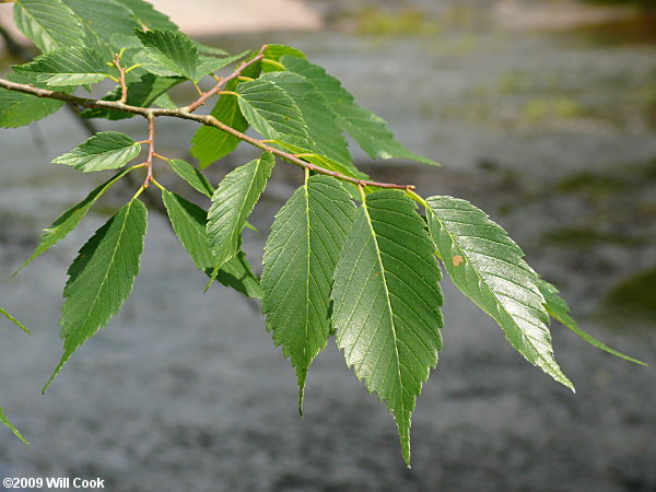 American Elm (Ulmus americana)