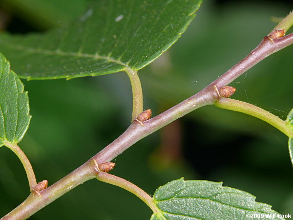 American Elm (Ulmus americana)