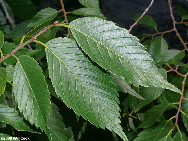 American Elm (Ulmus americana)