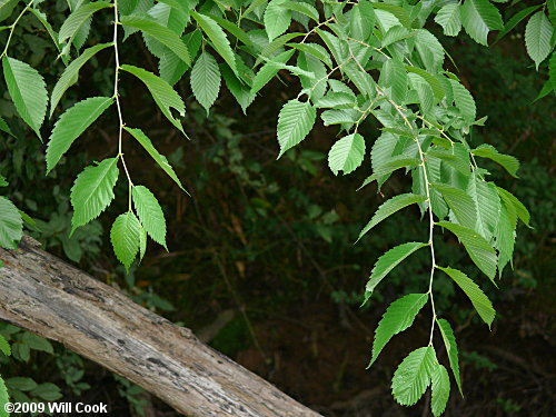 American Elm (Ulmus americana)