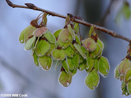 American Elm (Ulmus americana) flowers