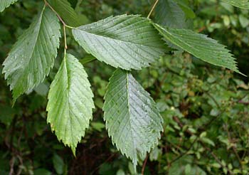 American Elm (Ulmus americana)