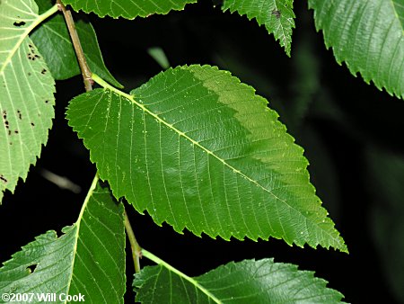 American Elm (Ulmus americana)