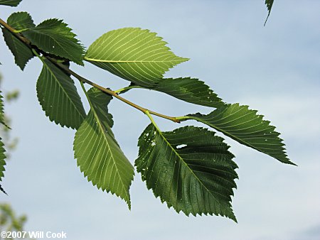 American Elm (Ulmus americana)