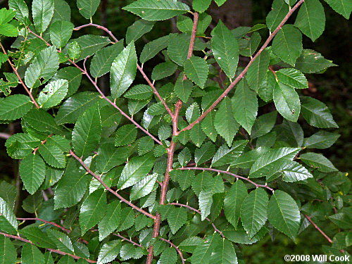 Chinese Elm (Ulmus parvifolia)