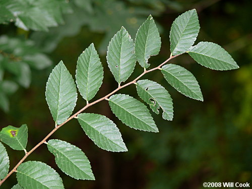 Chinese Elm (Ulmus parvifolia)