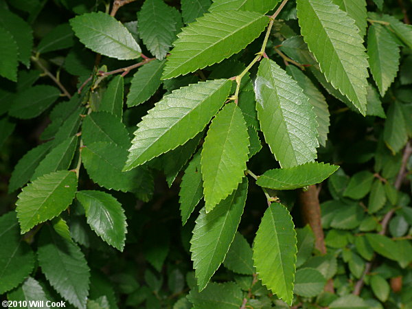 Chinese Elm (Ulmus parvifolia)