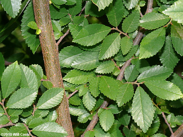 Chinese Elm (Ulmus parvifolia)