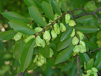 Chinese Elm (Ulmus parvifolia)