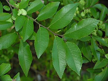 Chinese Elm (Ulmus parvifolia)