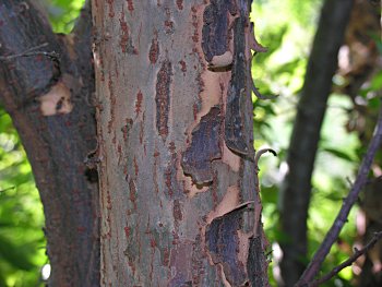 Lace-bark Elm (Ulmus parvifolia)