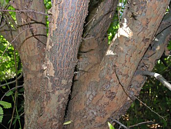 Chinese Elm (Ulmus parvifolia)