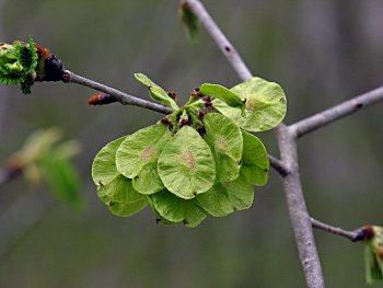 Slippery Elm (Ulmus rubra)