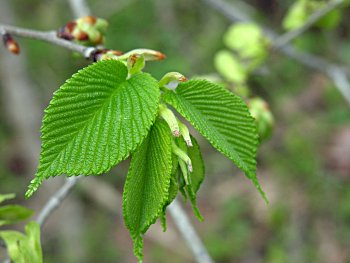 Slippery Elm (Ulmus rubra)