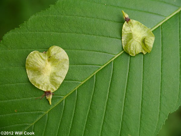 Slippery Elm (Ulmus rubra) samaras/fruits