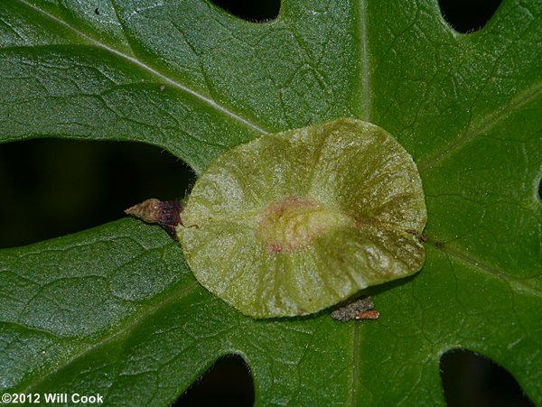 Slippery Elm (Ulmus rubra) samaras/fruits