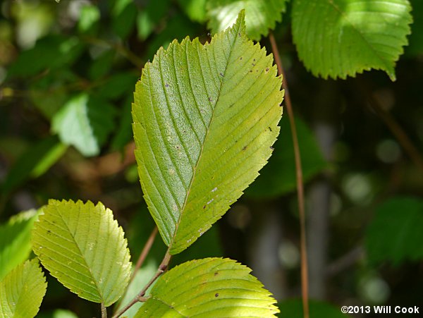 Slippery Elm (Ulmus rubra)