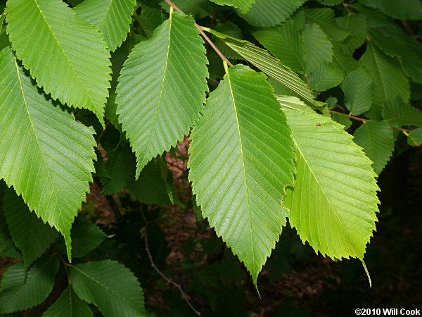 Slippery Elm (Ulmus rubra)