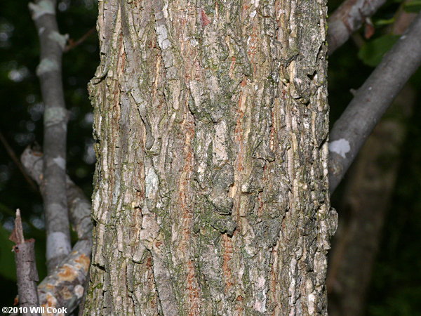 Slippery Elm (Ulmus rubra)