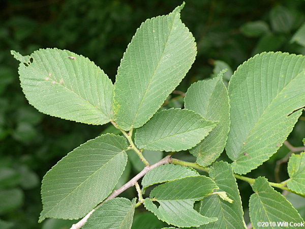 Slippery Elm (Ulmus rubra)