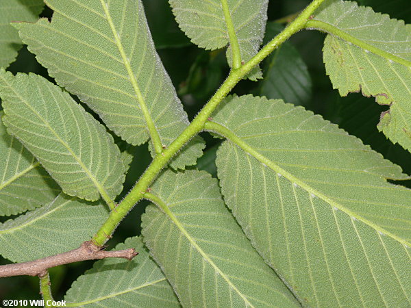 Slippery Elm (Ulmus rubra)