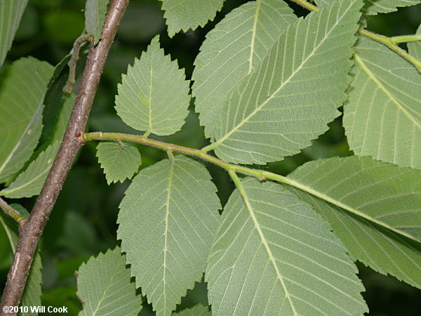 Slippery Elm (Ulmus rubra)