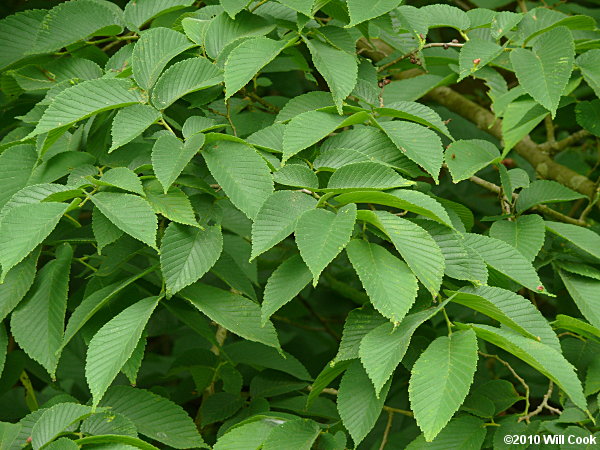 Slippery Elm (Ulmus rubra)