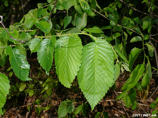 Slippery Elm (Ulmus rubra)