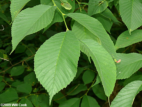 Slippery Elm (Ulmus rubra)