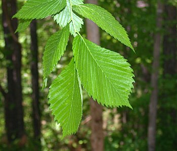 Slippery Elm (Ulmus rubra)