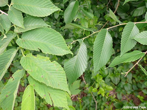 Slippery Elm (Ulmus rubra)