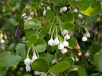 Sparkleberry (Vaccinium arboreum)