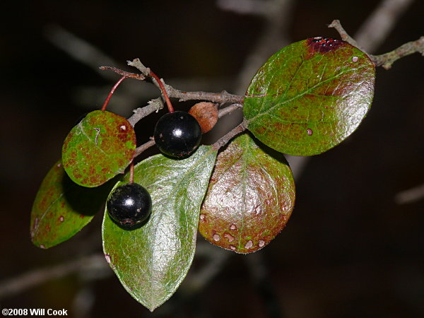 Sparkleberry (Vaccinium arboreum)