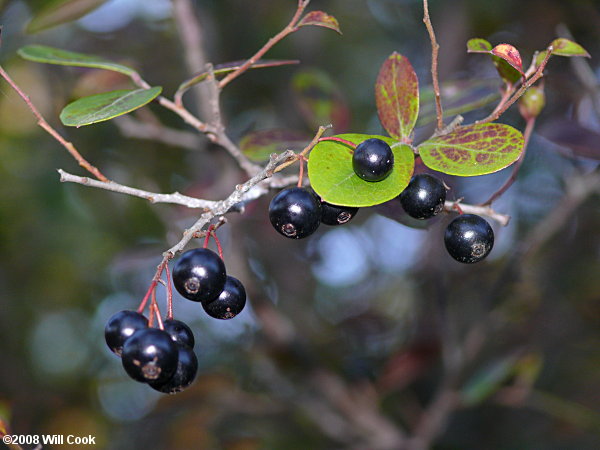 Sparkleberry (Vaccinium arboreum)