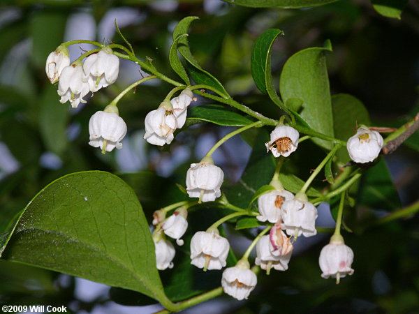 Sparkleberry (Vaccinium arboreum)