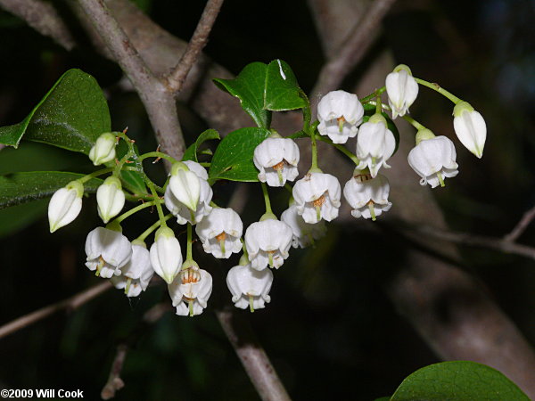 Sparkleberry (Vaccinium arboreum)